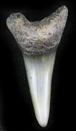 Fossil Mako (Isurus) Shark Tooth - Belgium #24387